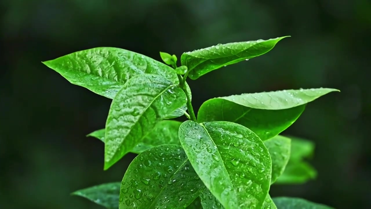 夏季雨水下大雨慢镜头植物雨滴视频素材