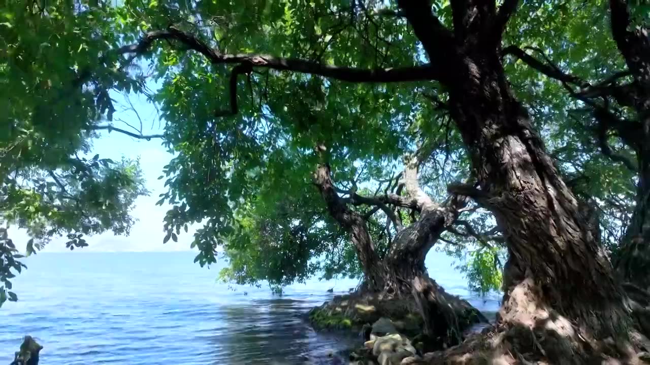 航拍云南大理旅游洱海杨柳树自然风景视频素材