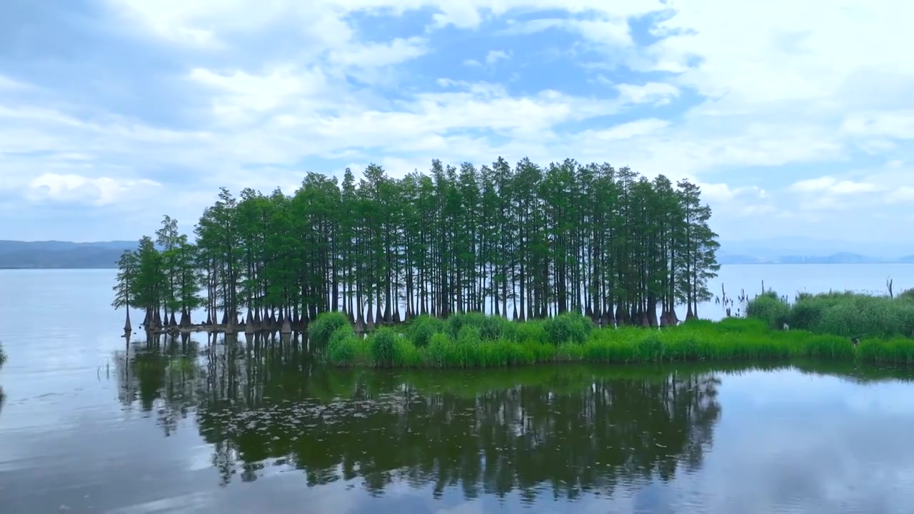 航拍云南大理洱海廊桥水杉树湖景自然风景视频素材