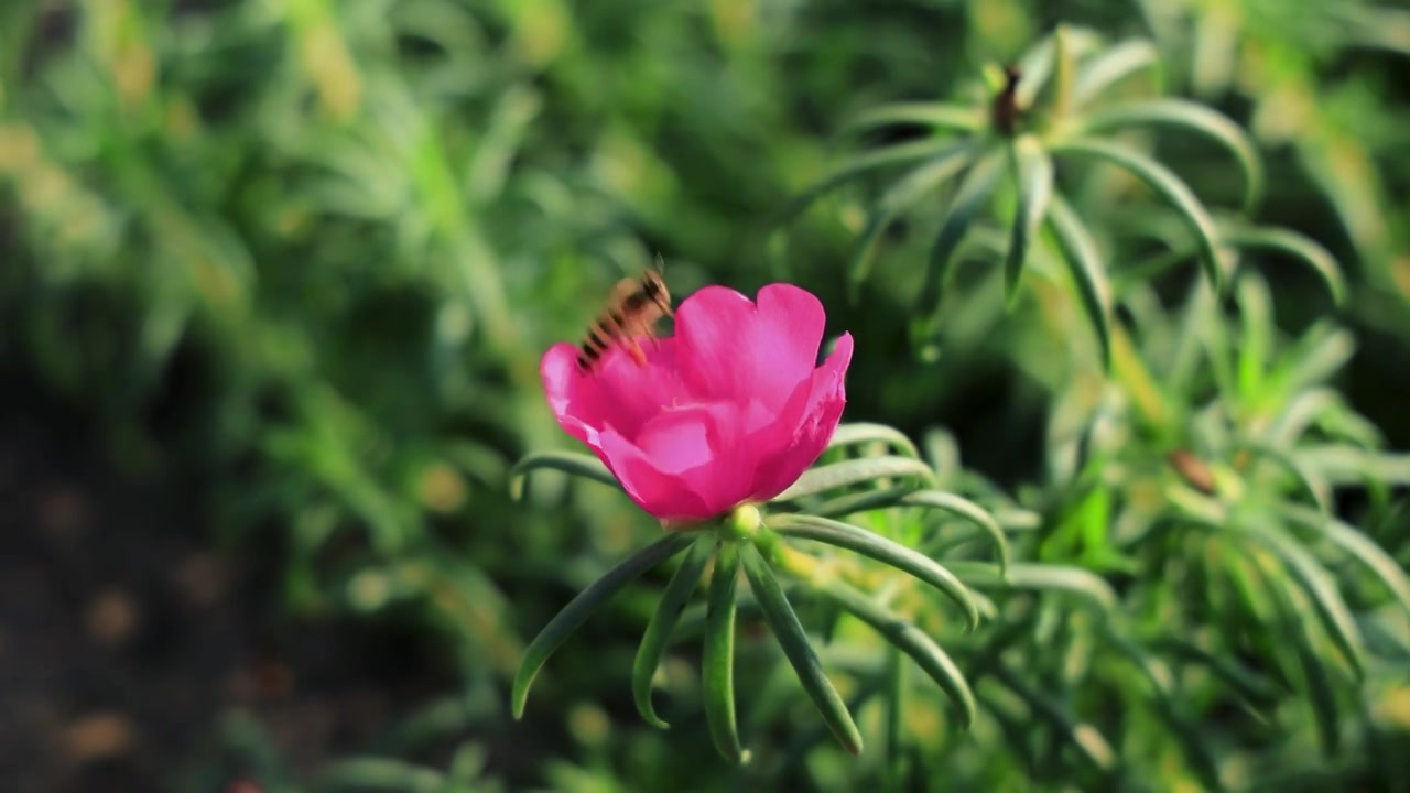 绿色草丛小红花中的蜜蜂视频素材