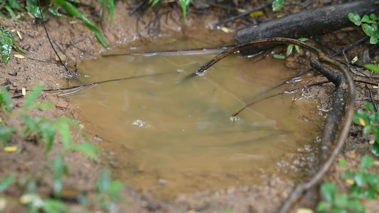 水滴滴入水坑溅起涟漪视频素材