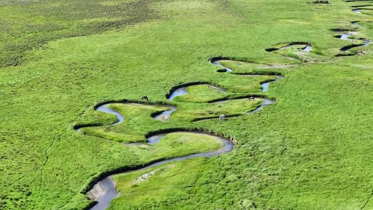 草原牧场牛群马群羊群视频下载