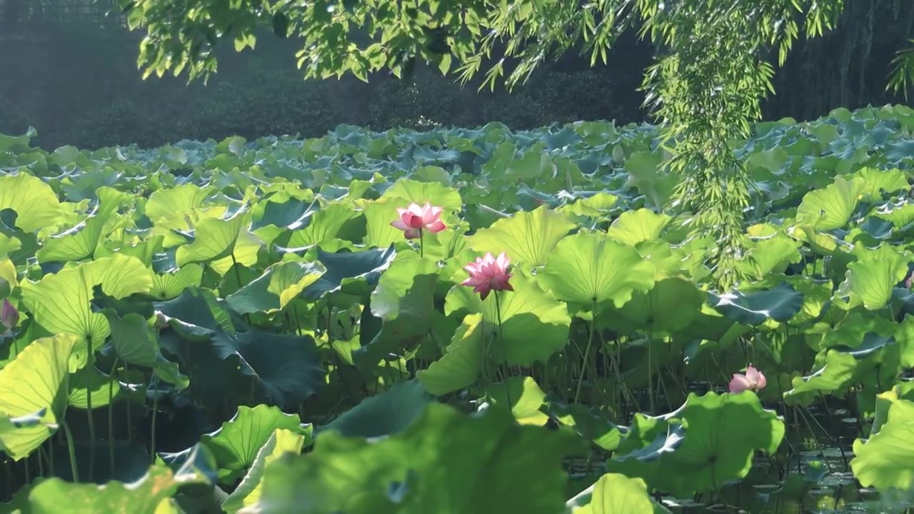 阳光下的荷塘微风晨露的美感视频素材