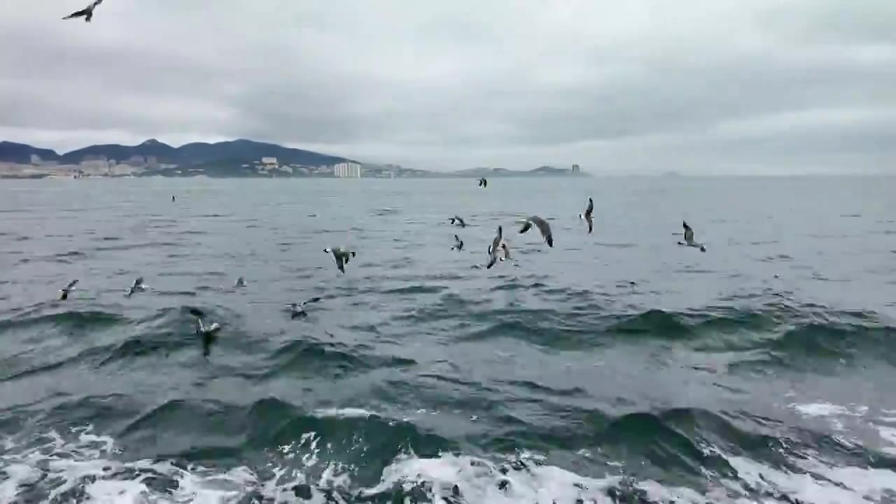 海鸥飞翔视频素材