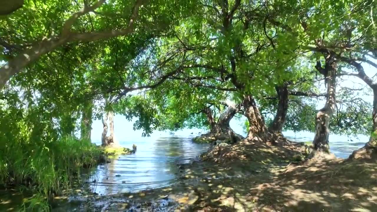 云南旅游大理洱海边蓝色湖景柳树自然风景视频素材