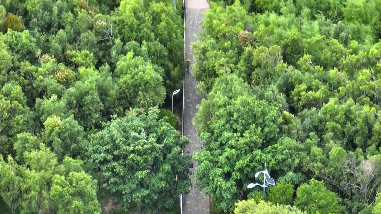 航拍云南旅游大理洱海生态林荫廊道街景视频素材