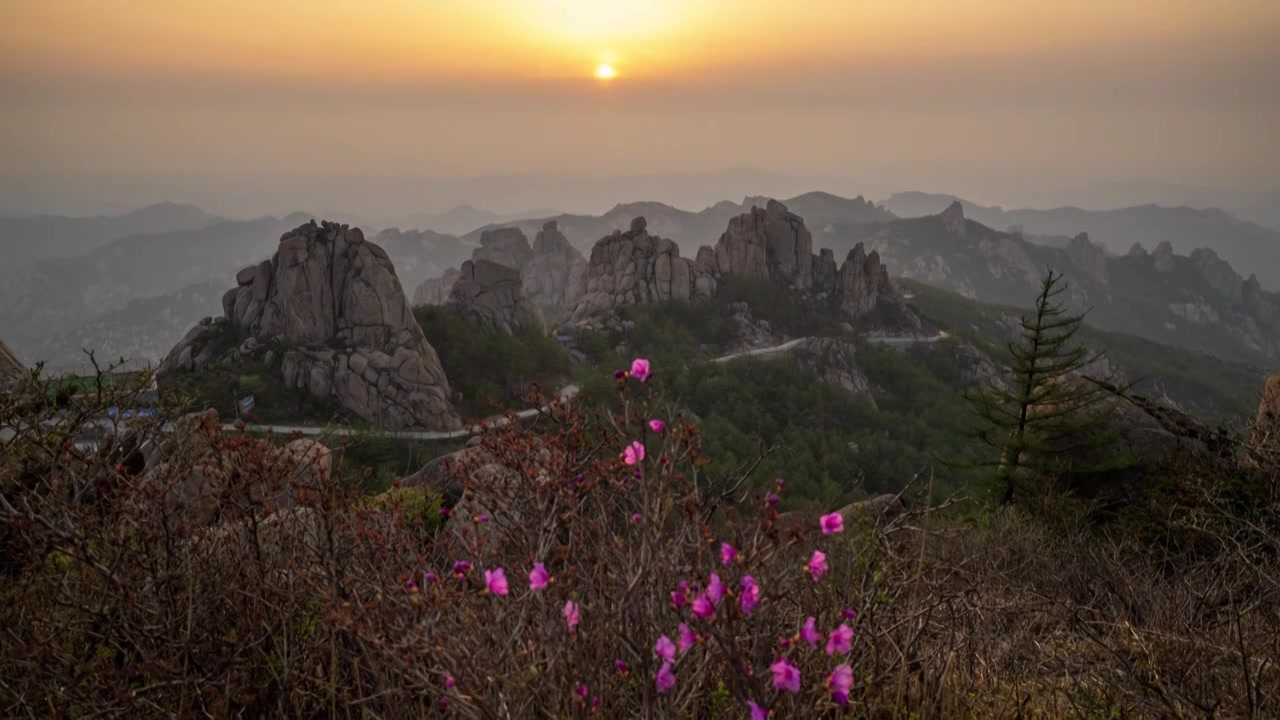 青岛崂山巨峰杜鹃花开，夕阳落在连绵的崂山山脉之里。视频下载