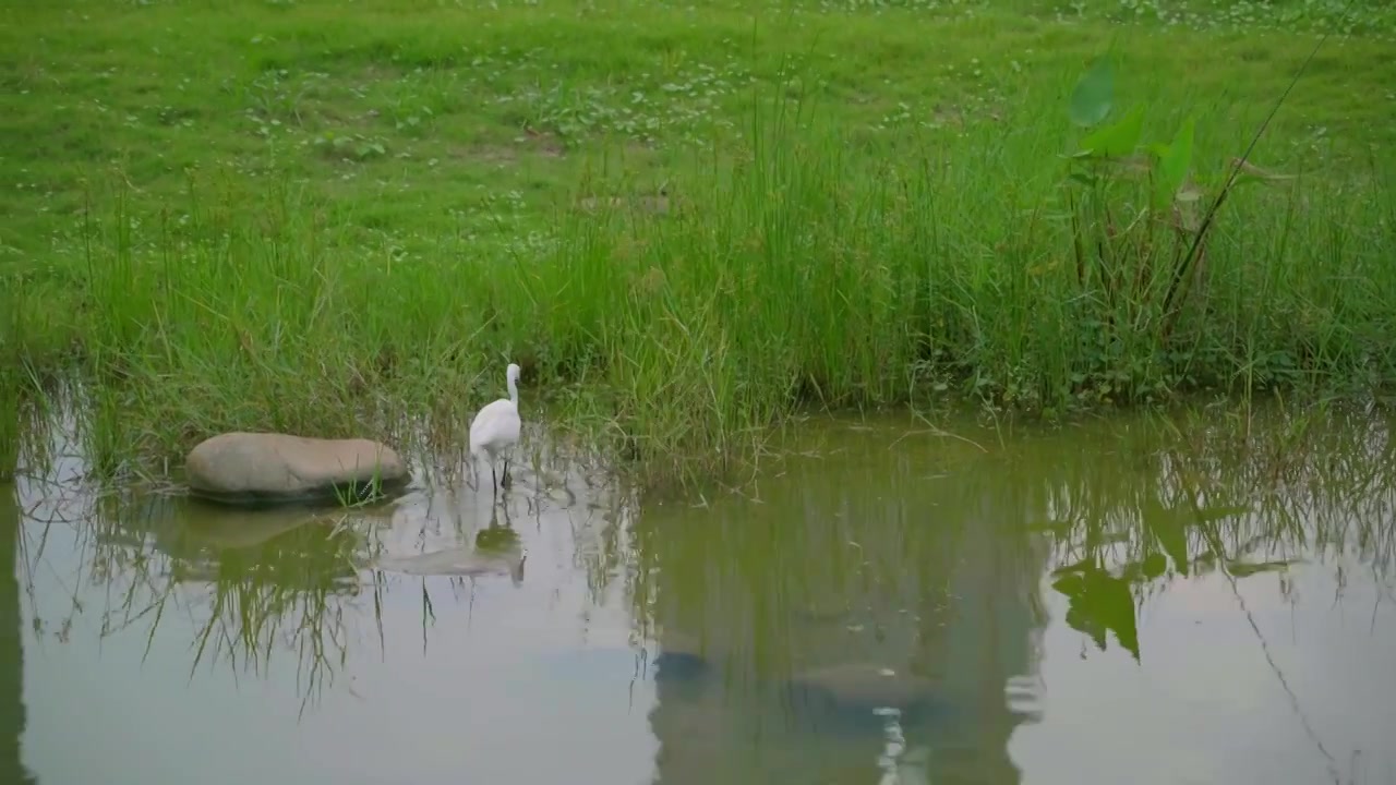 鹳形目野生鸟类动物白鹭，在公园的水池里栖息，草坪，户外生态视频素材