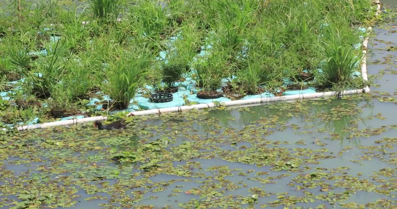 生态湿地长荡湖可爱的水鸟视频素材