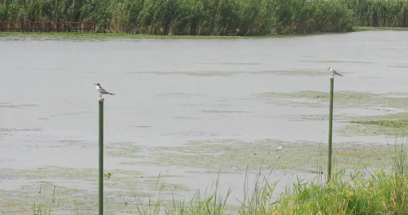 生态湿地长荡湖可爱的水鸟视频素材