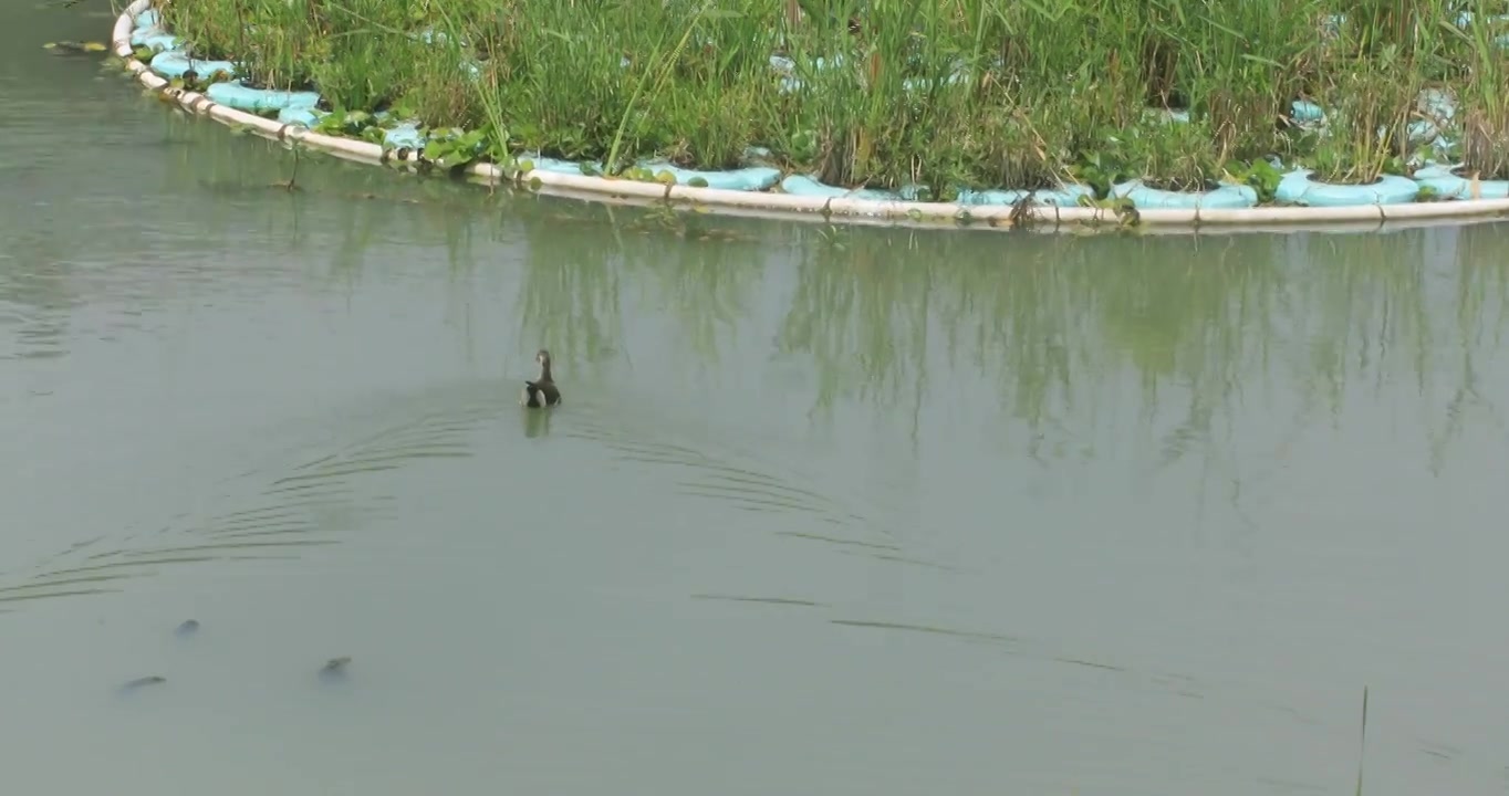 生态湿地长荡湖可爱的水鸟视频素材