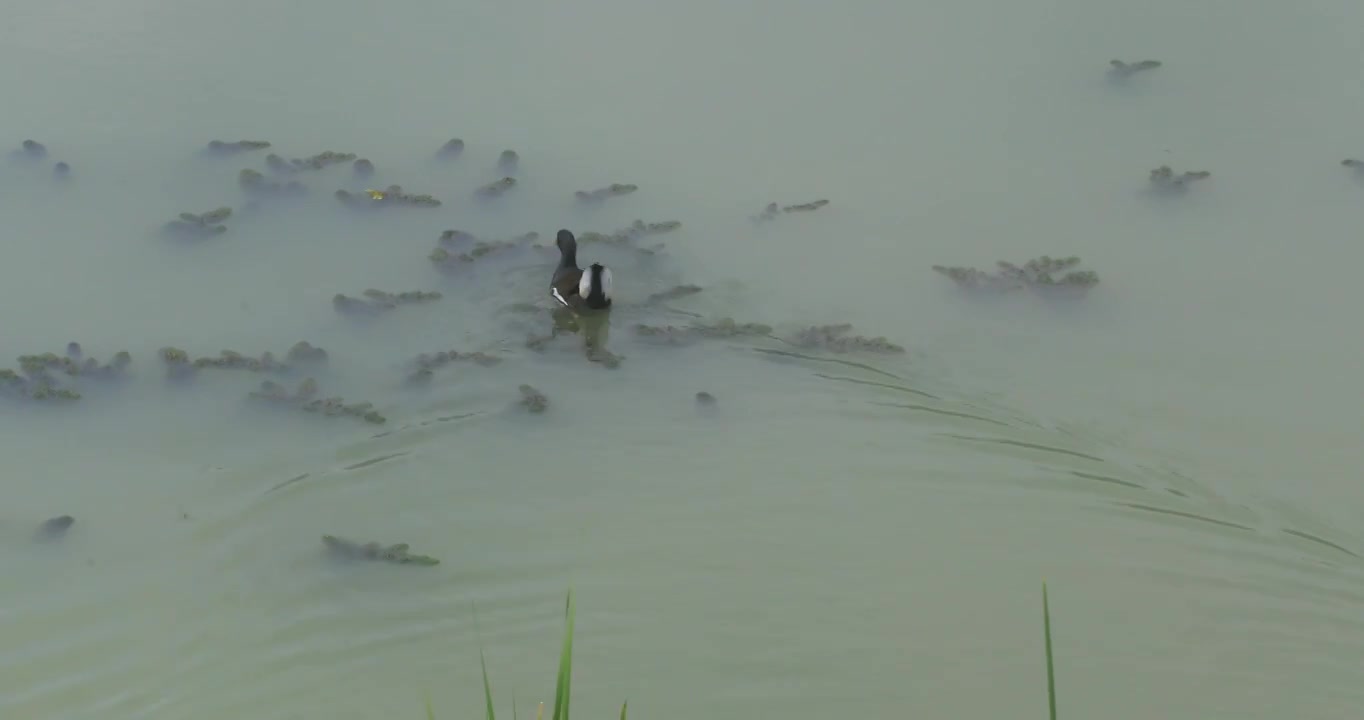 生态湿地长荡湖可爱的水鸟视频素材