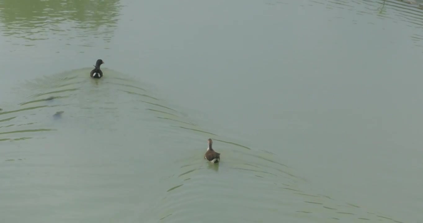 生态湿地长荡湖可爱的水鸟视频素材