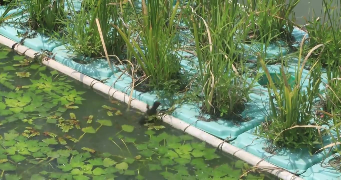 生态湿地长荡湖可爱的水鸟视频素材