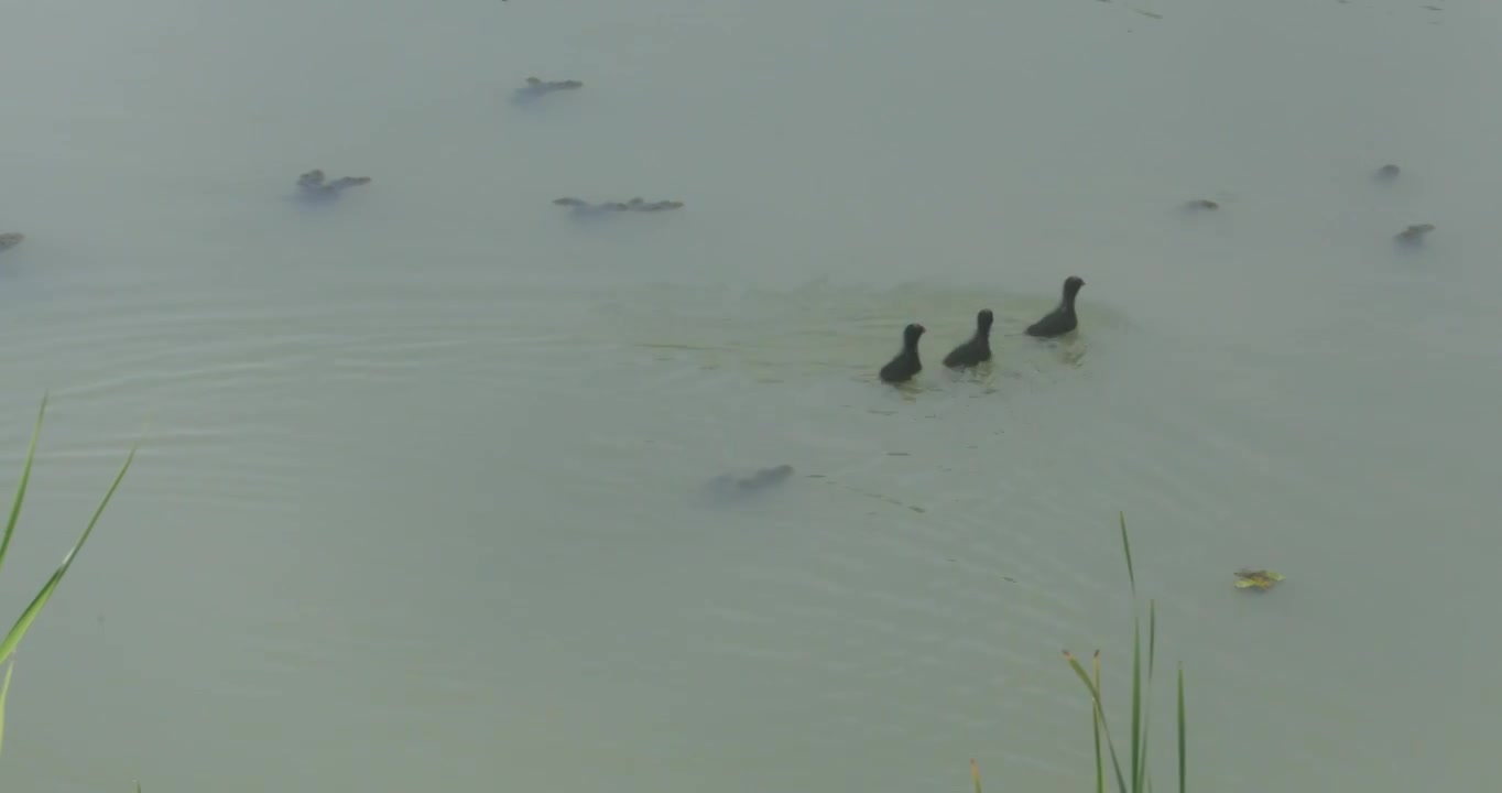 生态湿地长荡湖可爱的水鸟视频素材