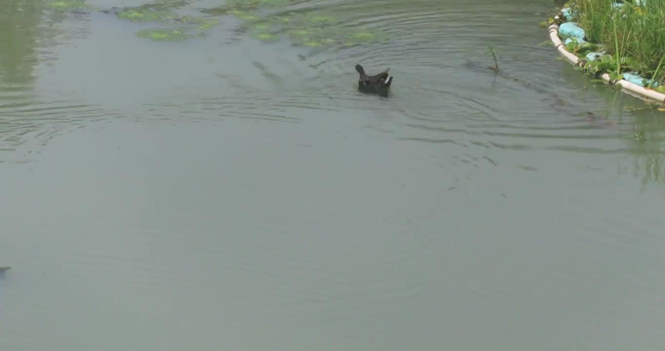 生态湿地长荡湖可爱的水鸟视频素材