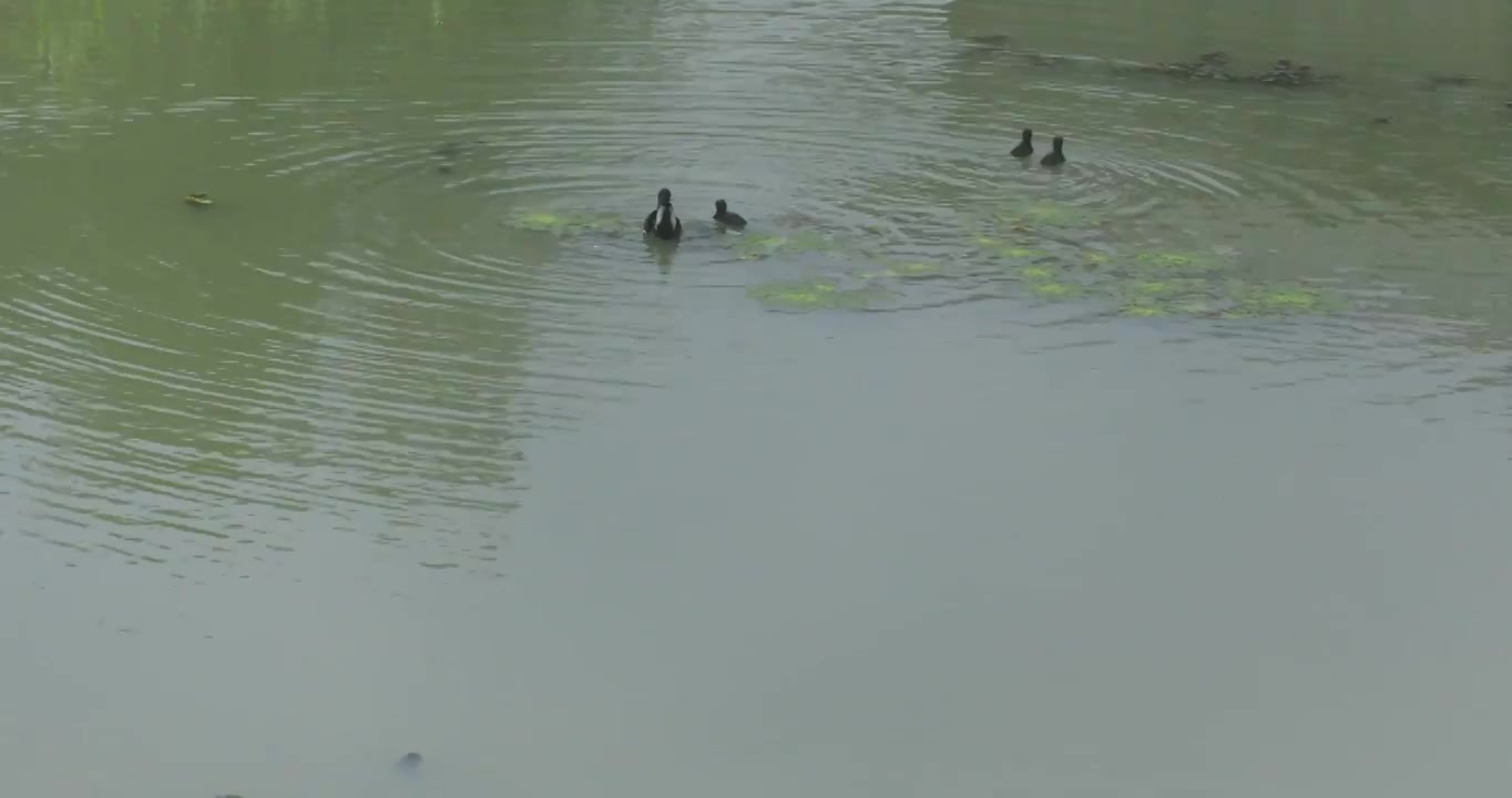 生态湿地长荡湖可爱的水鸟视频素材