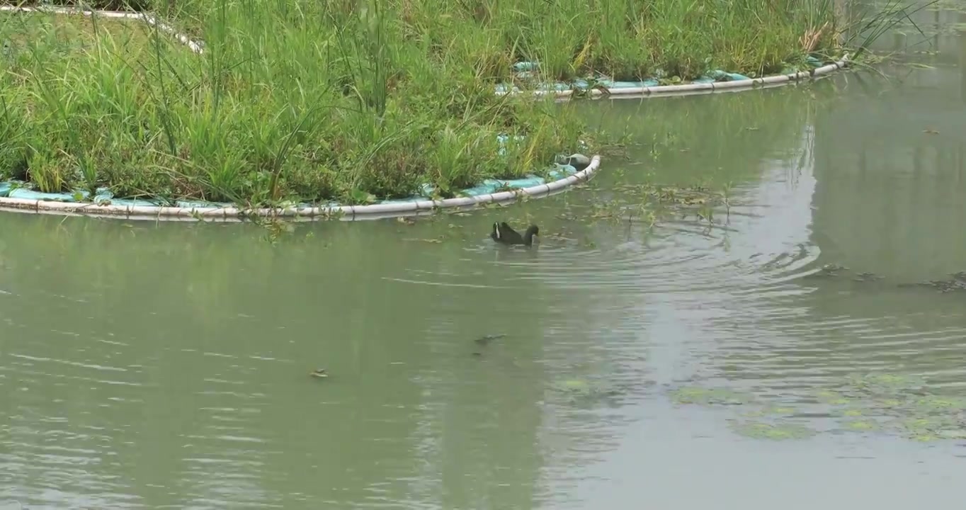 生态湿地长荡湖可爱的水鸟视频素材