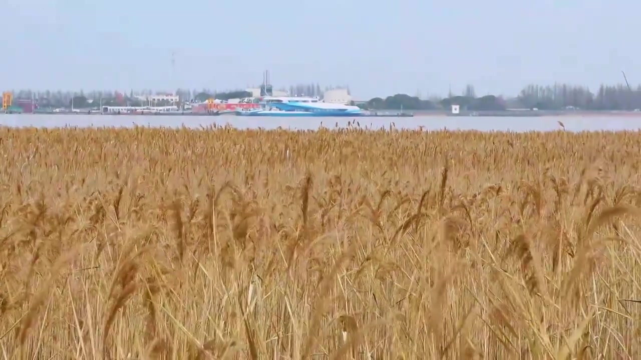 上海市横沙岛-湿地芦苇荡视频素材