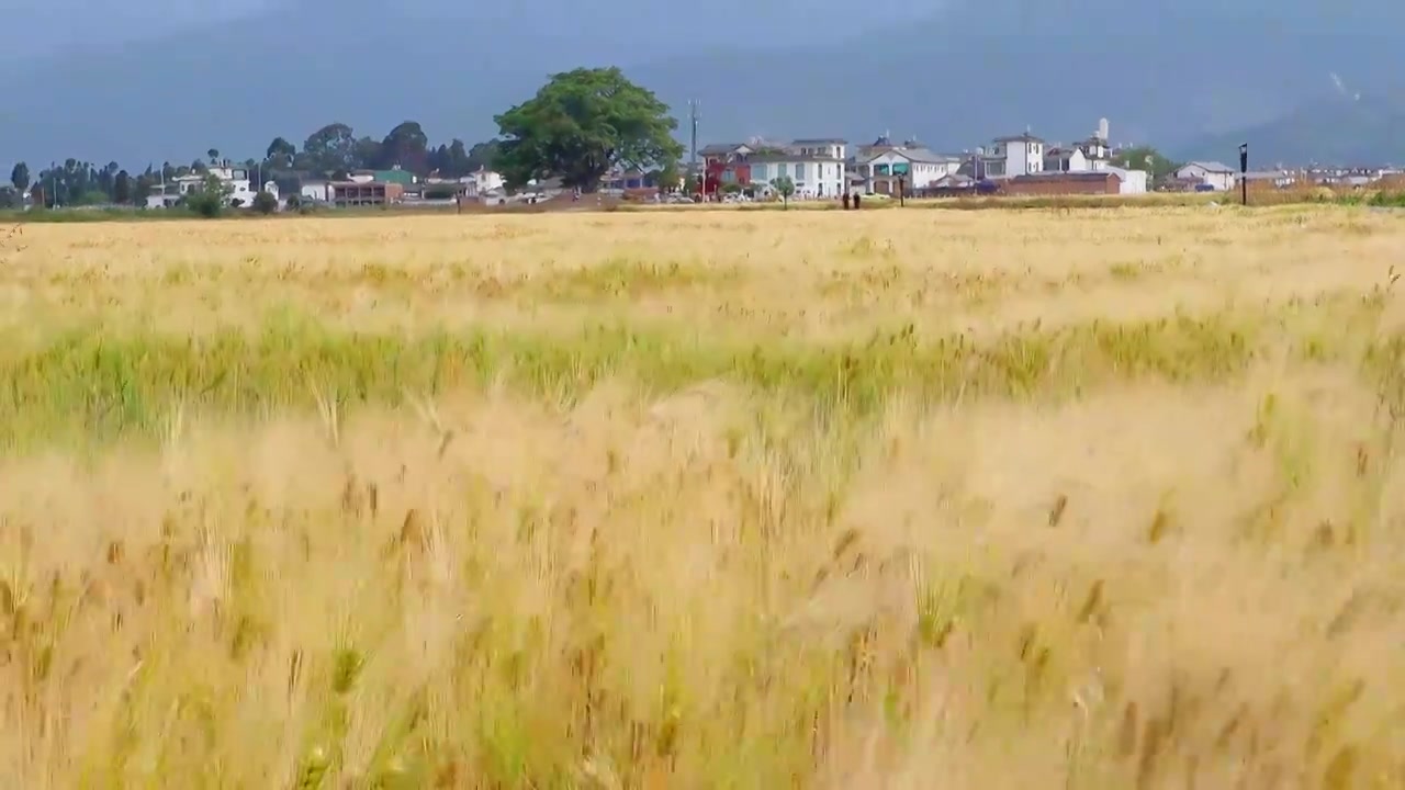 云南省大理市-微风拂过的麦田视频素材