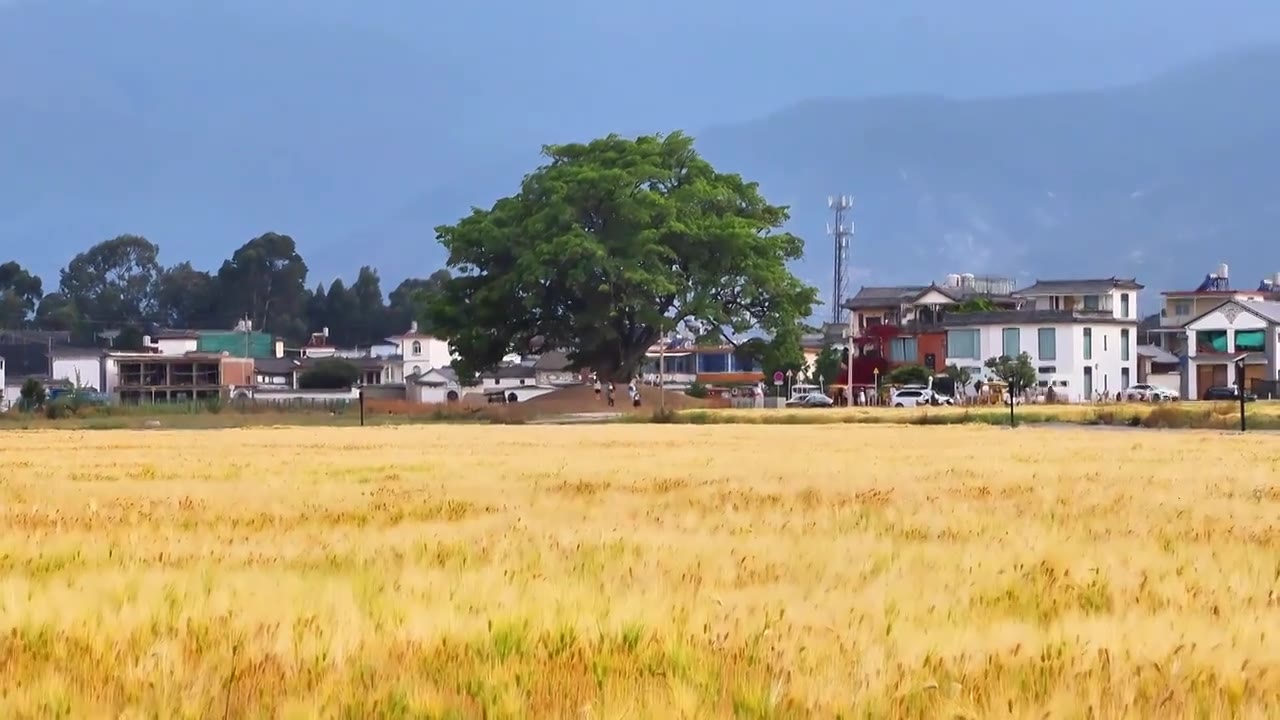 云南省大理市-微风拂过的麦田视频素材