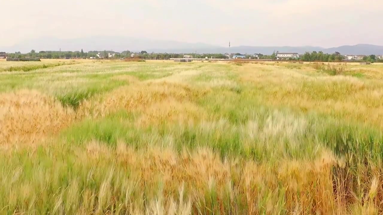 云南省大理市-微风拂过的麦田视频素材