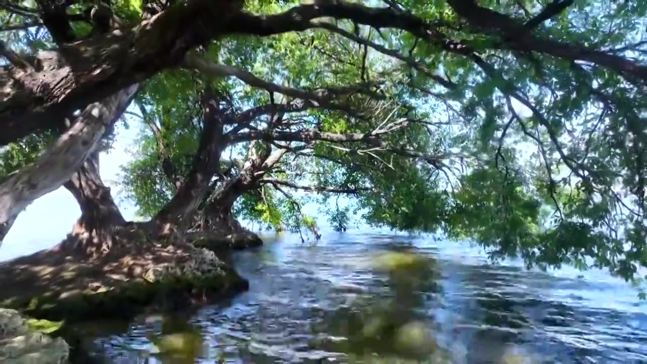 航拍云南旅游大理洱海边垂杨柳古树视频素材