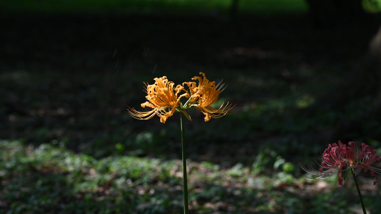 石蒜花 彼岸花 摆动视频素材