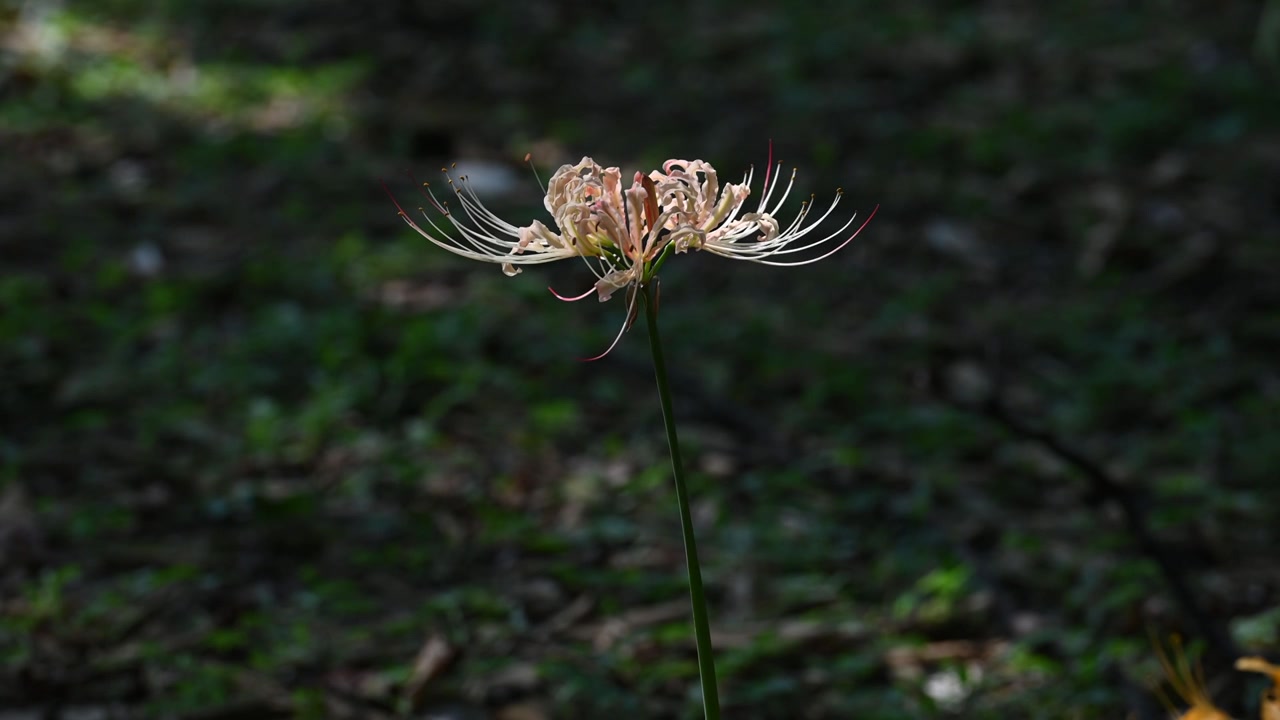 石蒜花 彼岸花 摆动视频素材