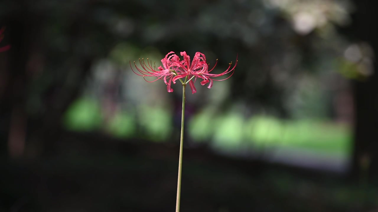 石蒜花 彼岸花 摆动视频素材