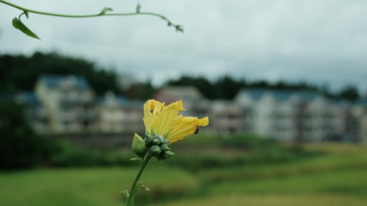 一只瓢虫与丝瓜花朵在风中摇曳视频下载