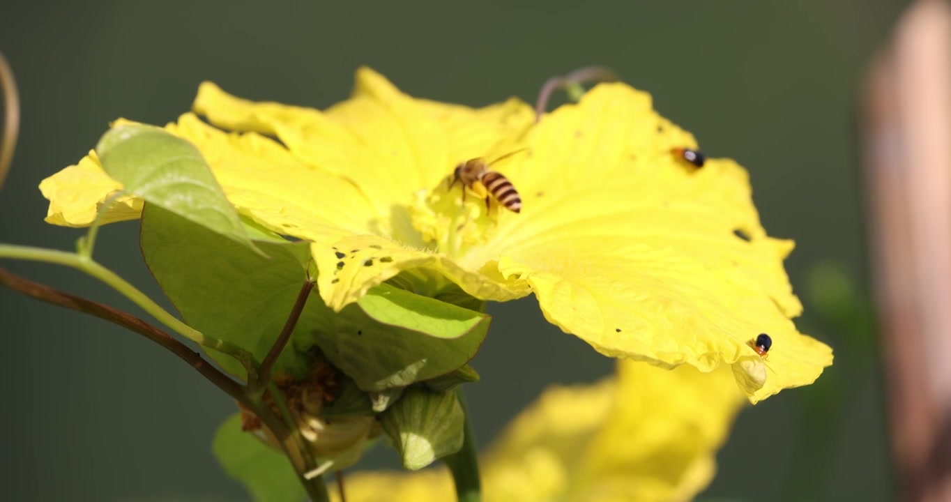 不打农药生态种植蜜蜂田间采蜜视频素材