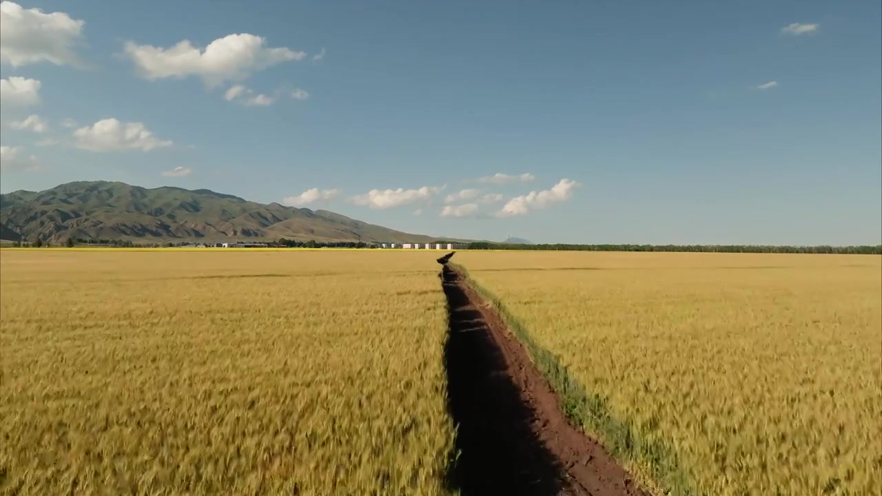 麦田 油菜花视频素材