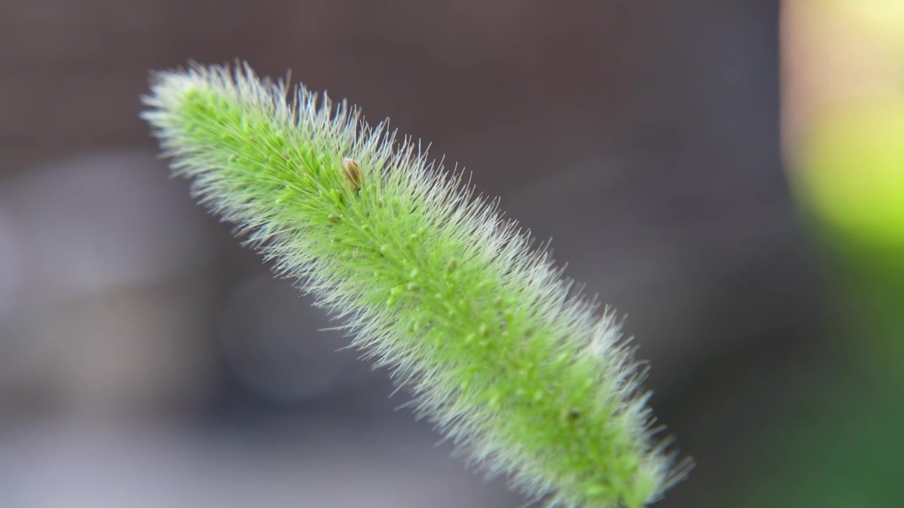 狗尾巴草上的虫子视频素材