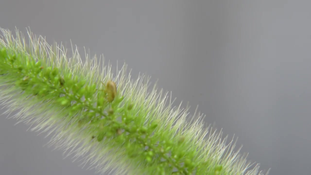 狗尾巴草上的虫子视频素材