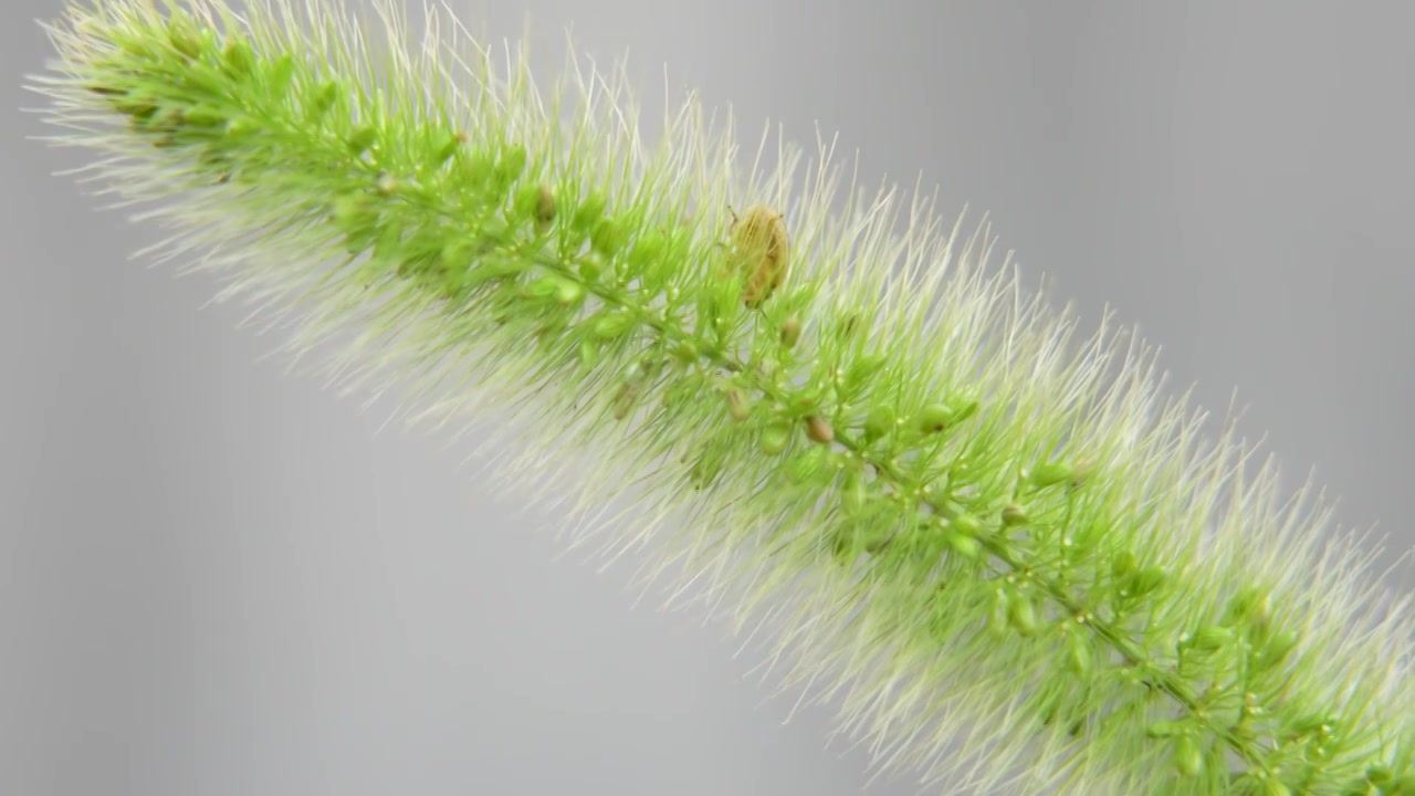 狗尾巴草上的虫子视频素材