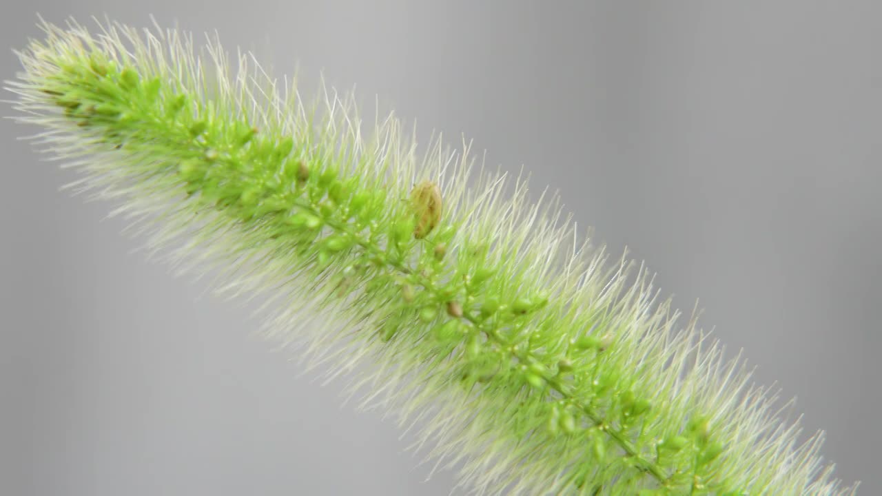 狗尾巴草上的虫子视频素材