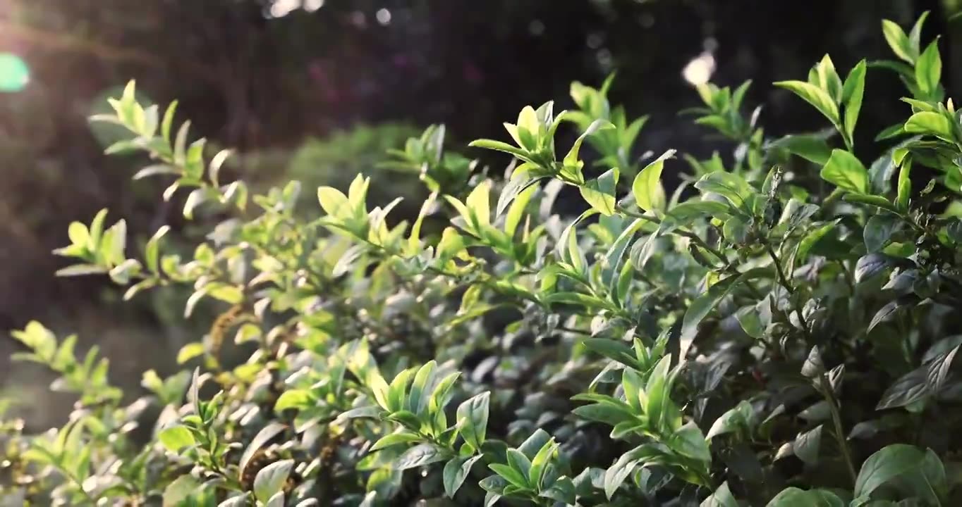 阳光微风下的绿色植物视频下载