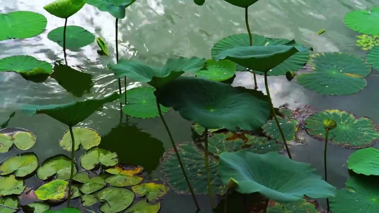 风中摇曳的残荷叶视频素材