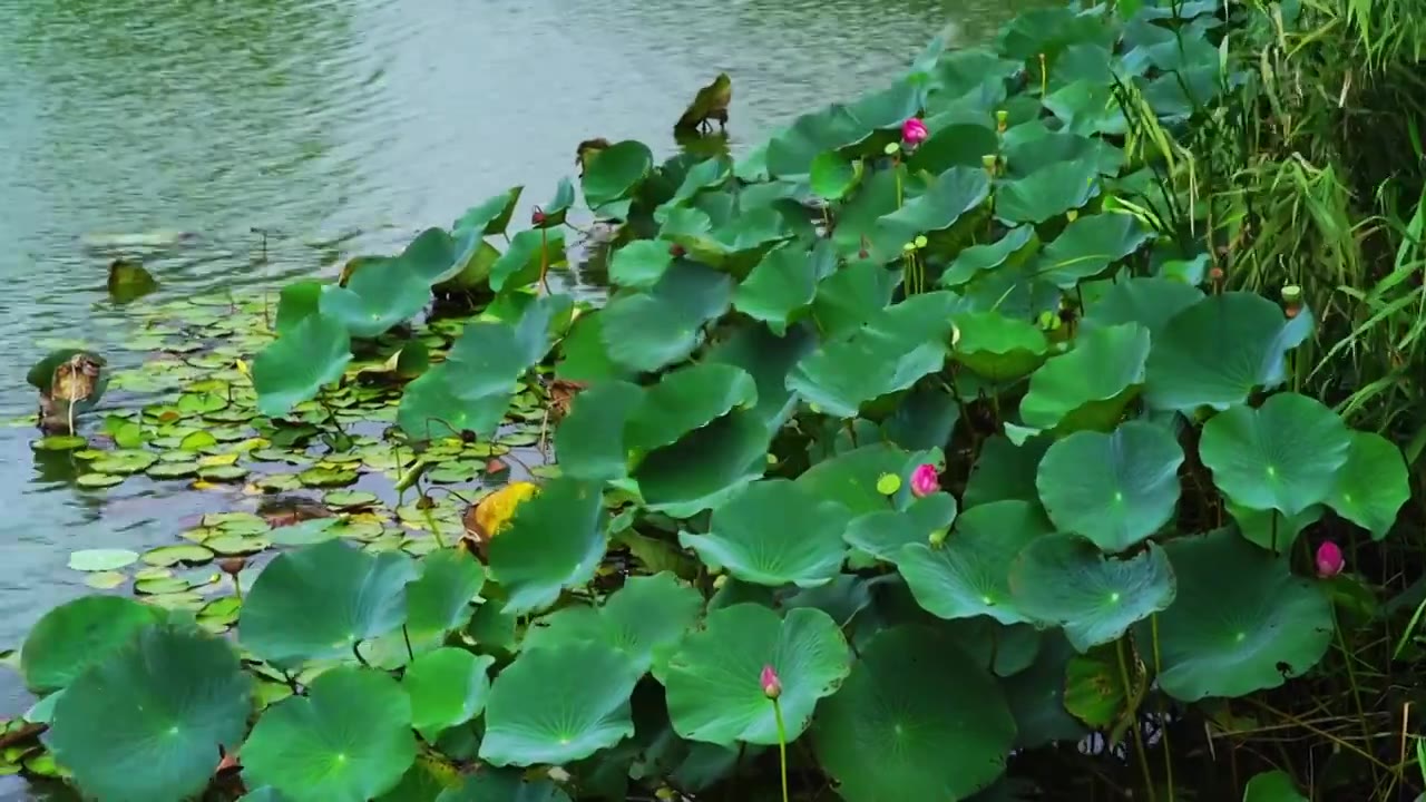 风中摇曳的荷叶视频素材