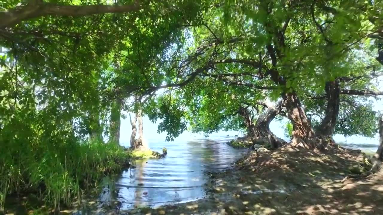 航拍云南旅游大理洱海边杨柳树自然风景视频素材