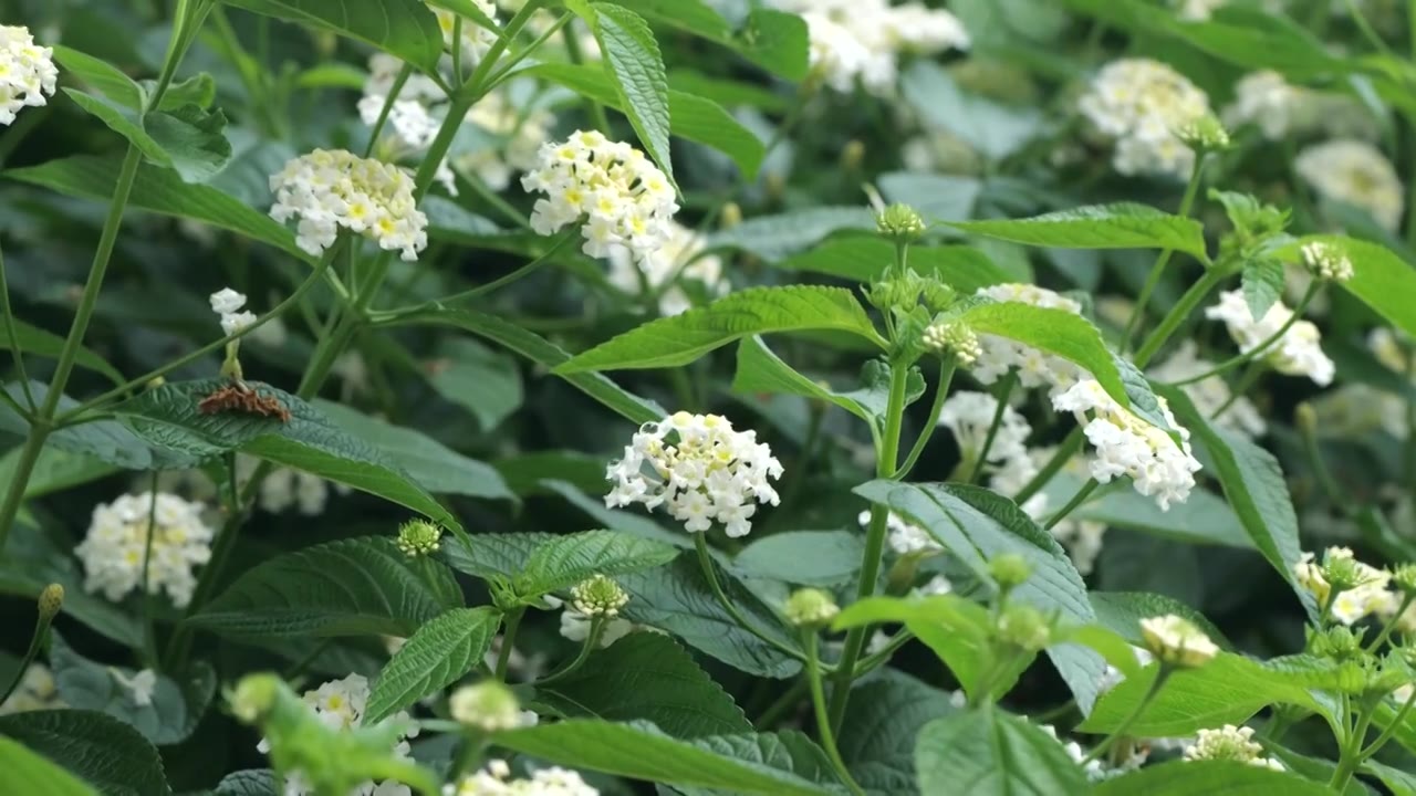 微风摆动花卉植物视频素材