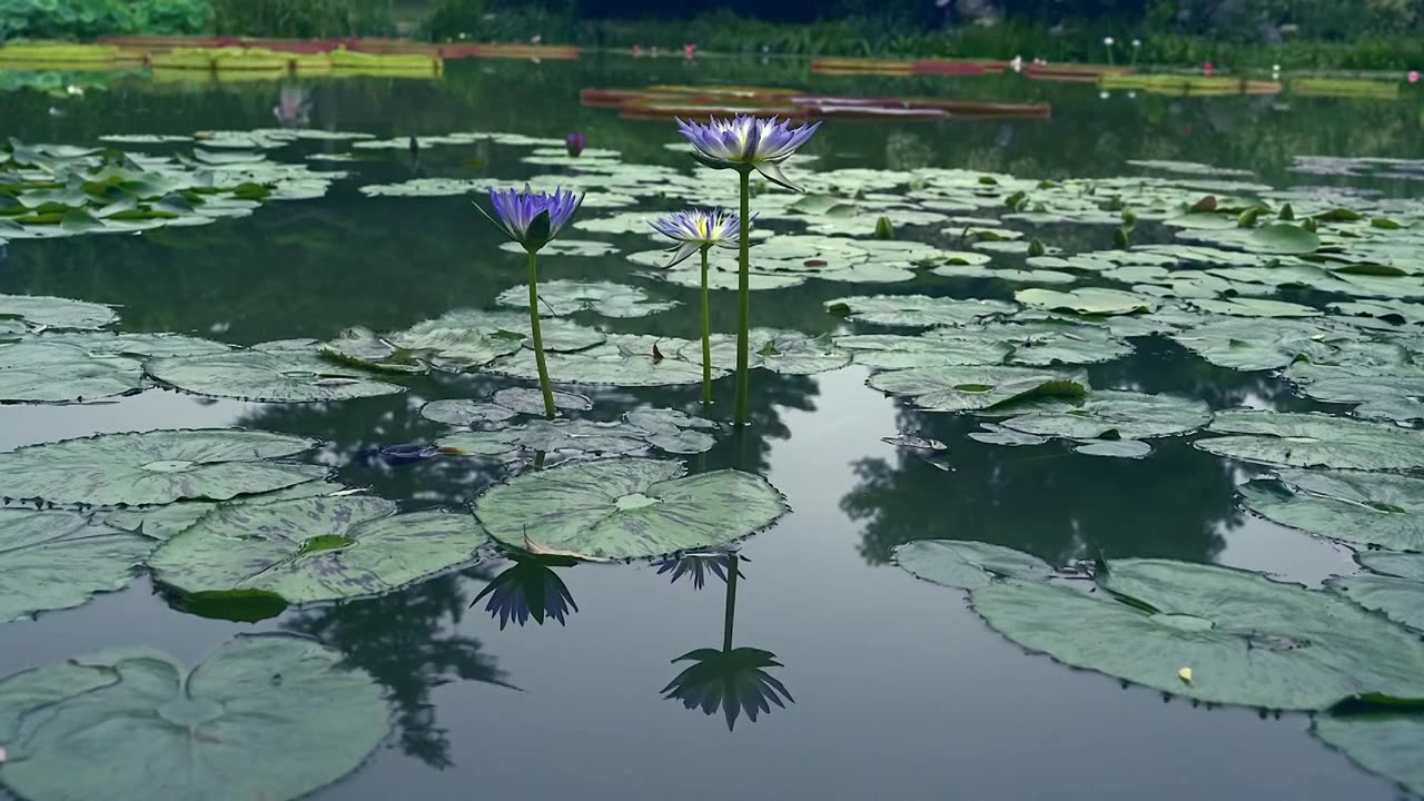 北京国家植物园夏季阳光下的睡莲视频素材