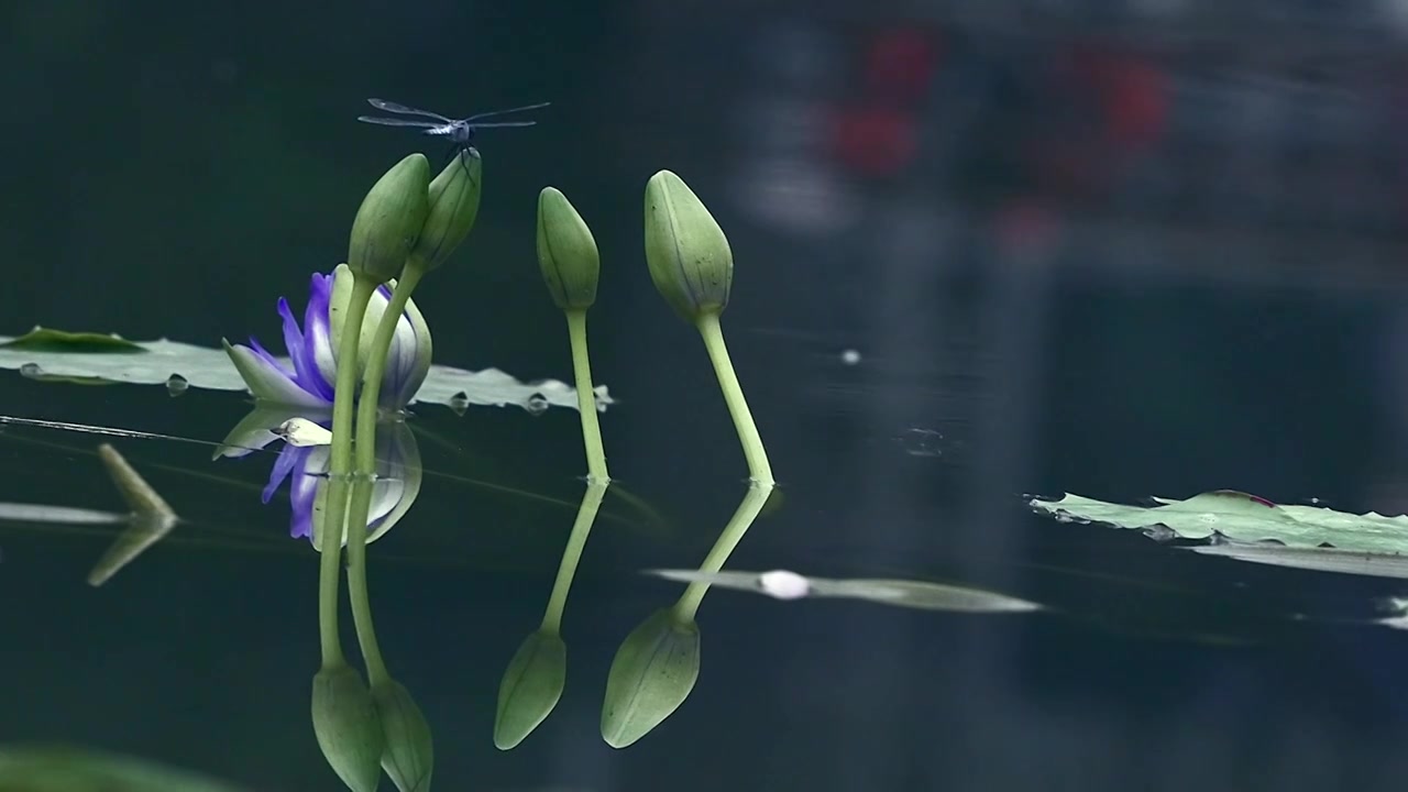 北京国家植物园夏季阳光下的睡莲视频素材