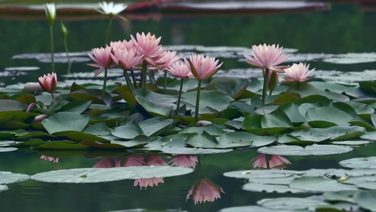 北京国家植物园夏季阳光下的睡莲视频素材