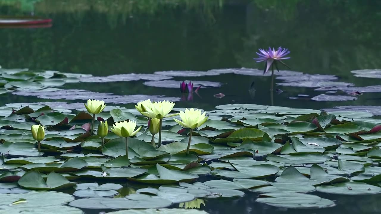 北京国家植物园夏季阳光下的睡莲视频素材