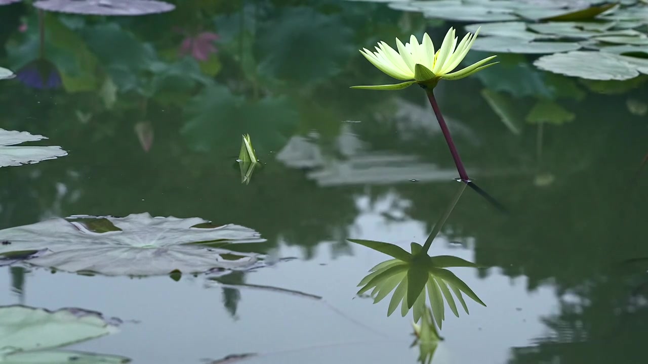 北京国家植物园夏季阳光下的睡莲视频素材