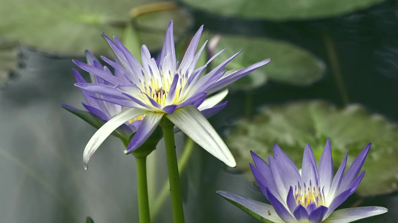 北京国家植物园夏季阳光下的睡莲视频素材