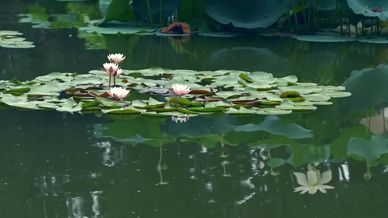 北京国家植物园夏季阳光下的睡莲视频素材