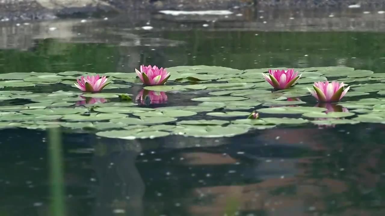 北京国家植物园夏季阳光下的睡莲视频素材